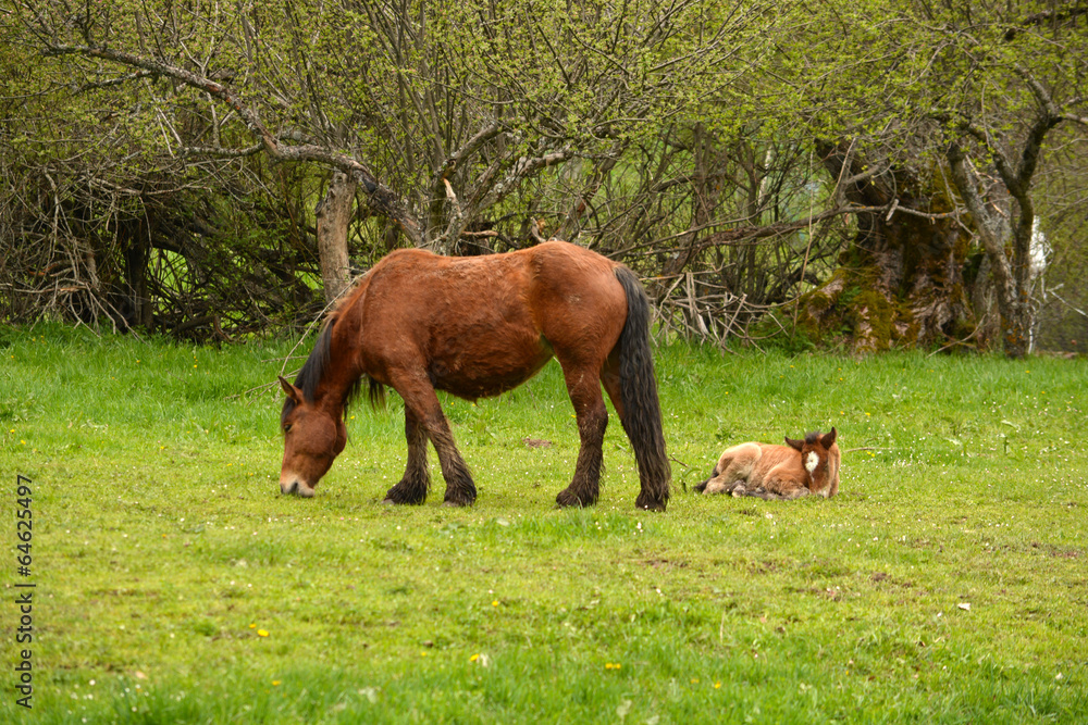 caballo y cria en un prado de hierba verde en primavera caballo y cria en un prado de hierba verde en primavera