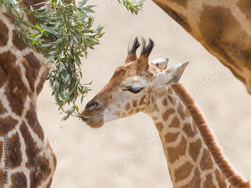Young giraffe eating