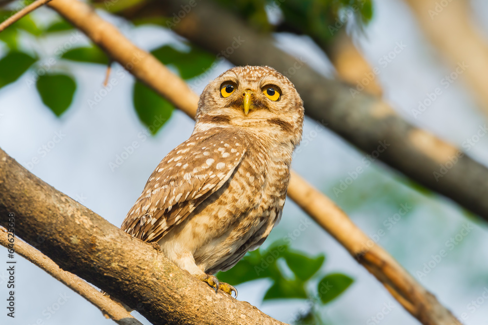 Obraz premium Spotted owlet in nature with her eyes stair to the sun