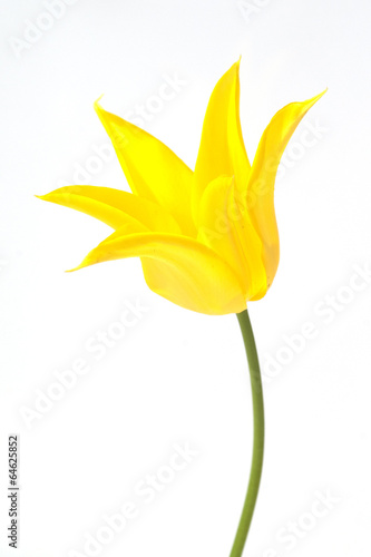lilienfoermige Tulpe