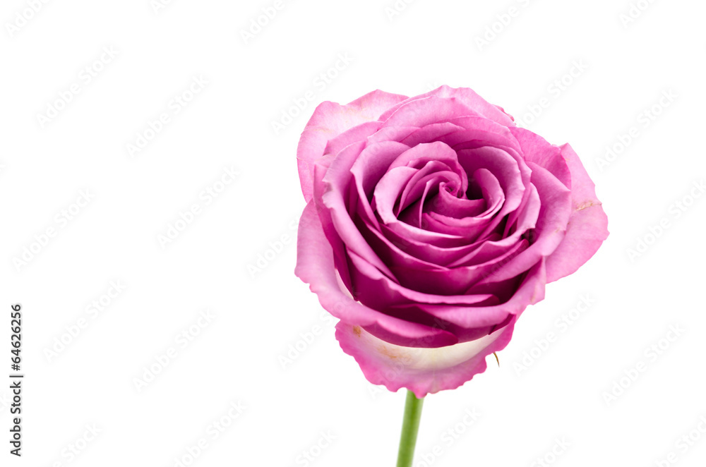 Pink rose isolated on white Pink rose isolated on white