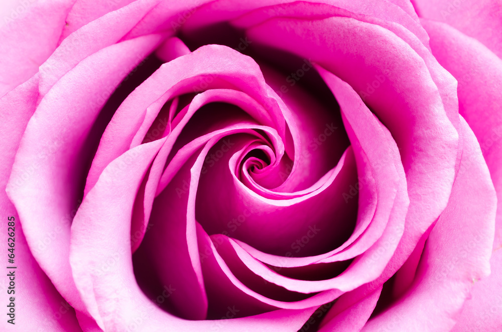 Pink rose Pink rose