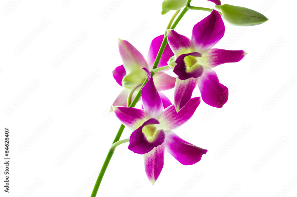 Orchind isolated white background Orchind isolated white background