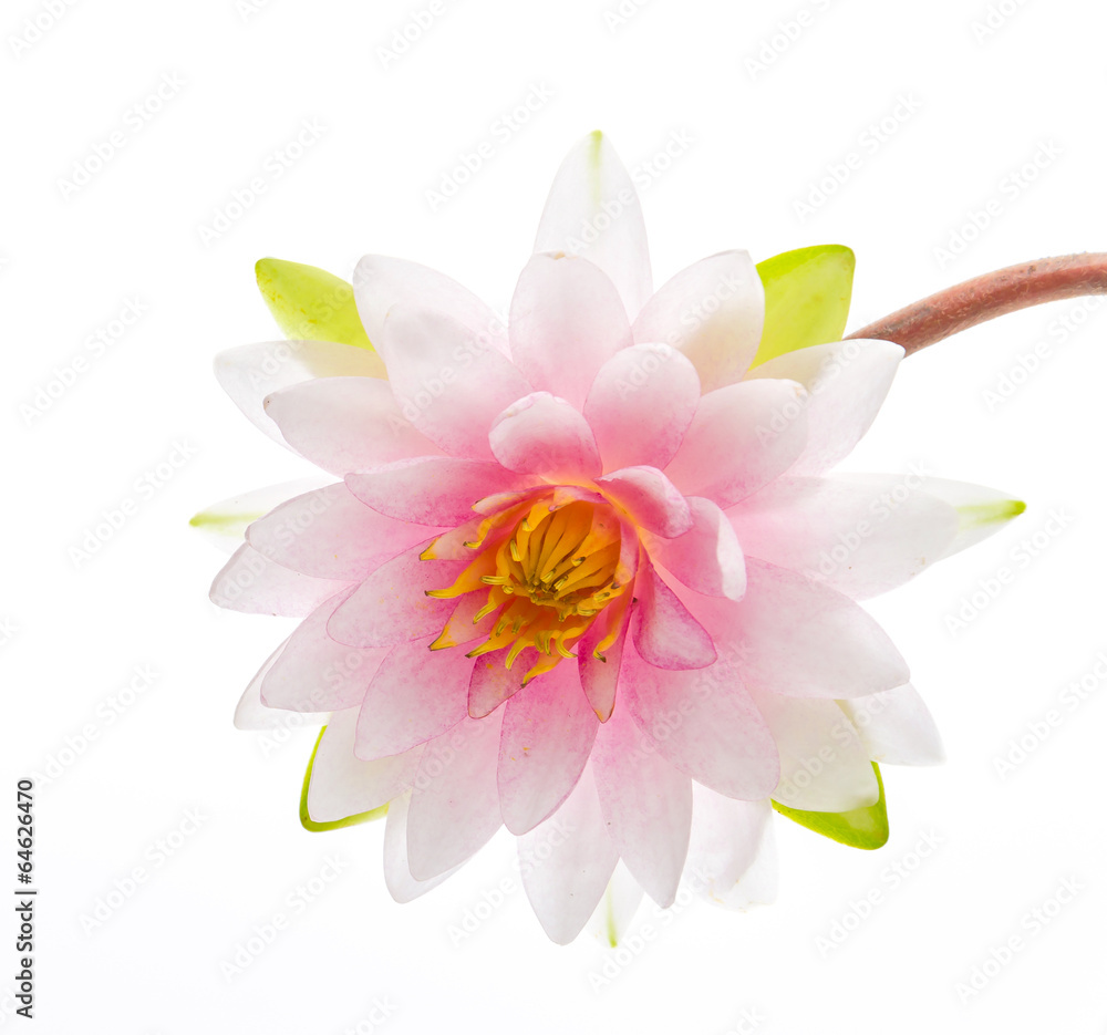 Lotus flower isolated white background