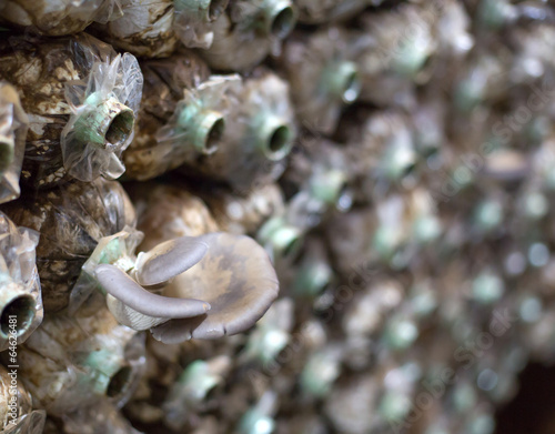 Fototapeta Naklejka Na Ścianę i Meble -  Organic mushroom farm
