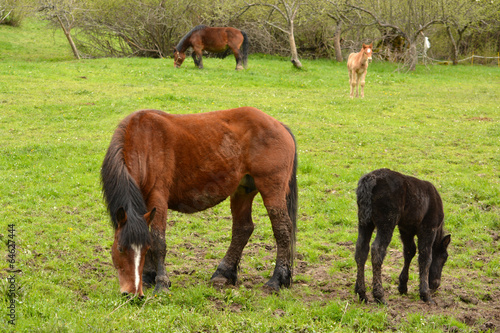caballos y crias en un prado de hierba verde en verano, asturias © uzkiland