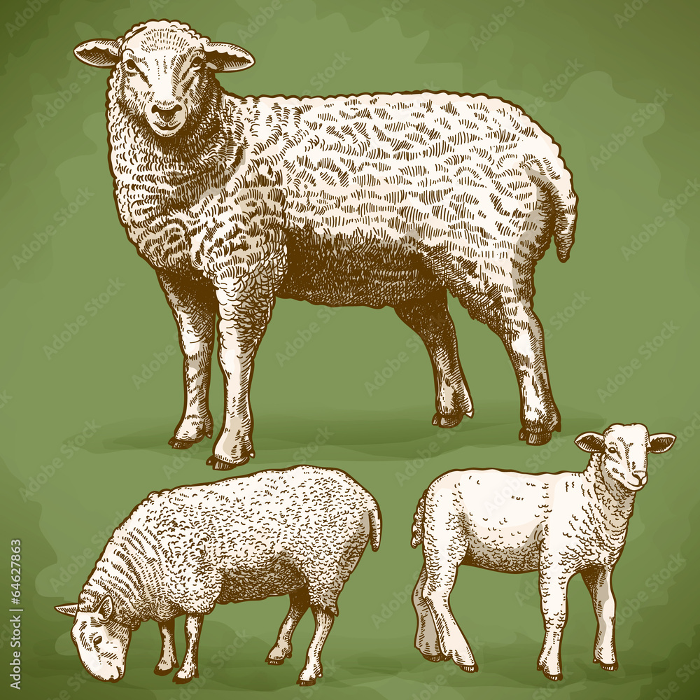 Naklejka premium vector illustration of engraving three sheeps
