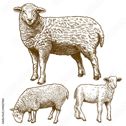 Canvas Print vector illustration of engraving  three sheeps