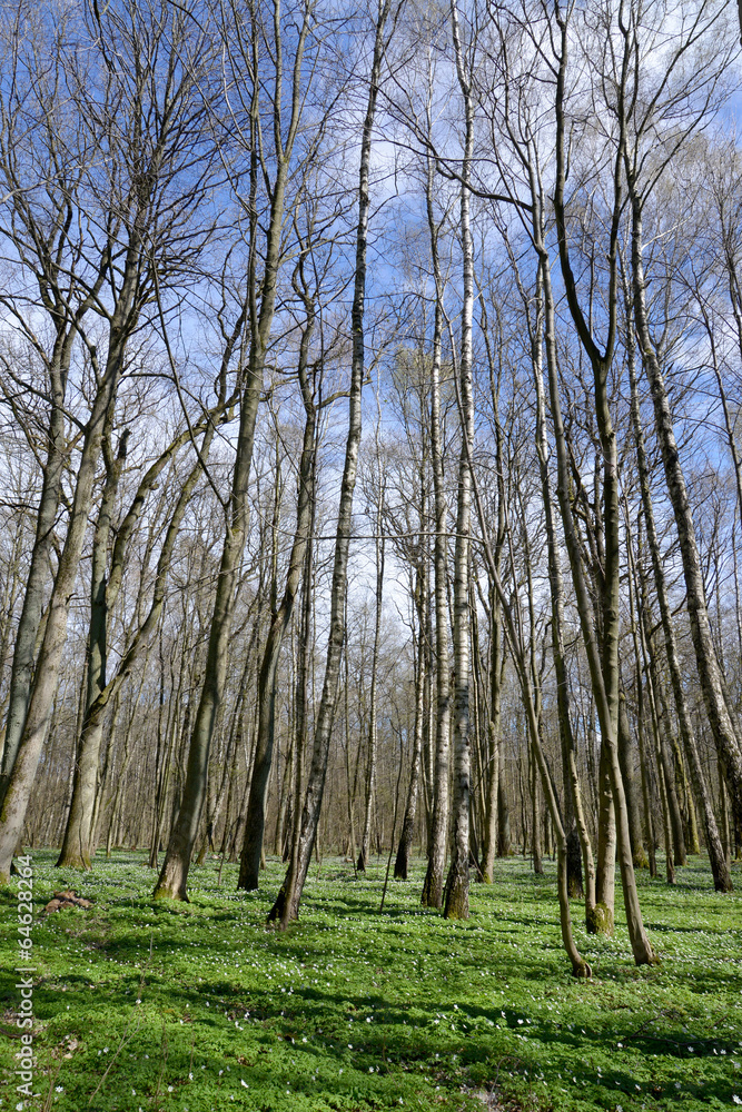 Blossoming of an anemony dubravny in the spring wood Blossoming of an anemony dubravny in the spring wood