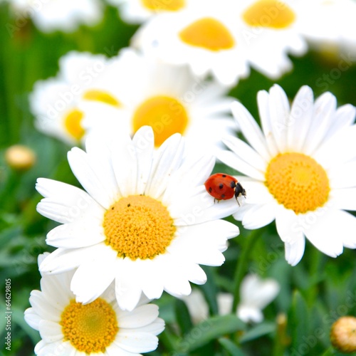 Blumenwiese und Marienkäfer