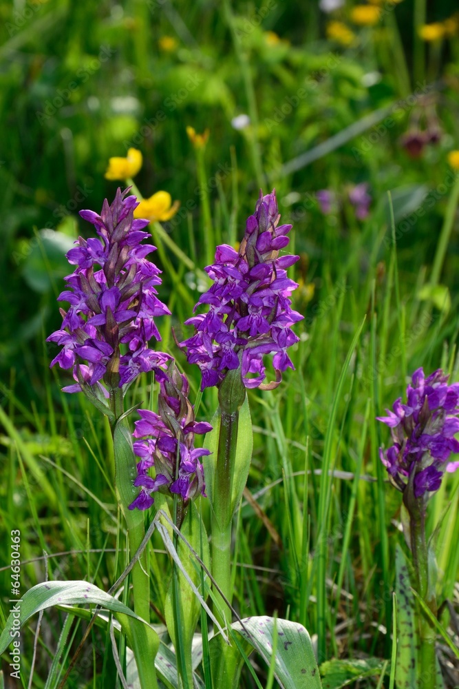Wilde Orchideen Wilde Orchideen
