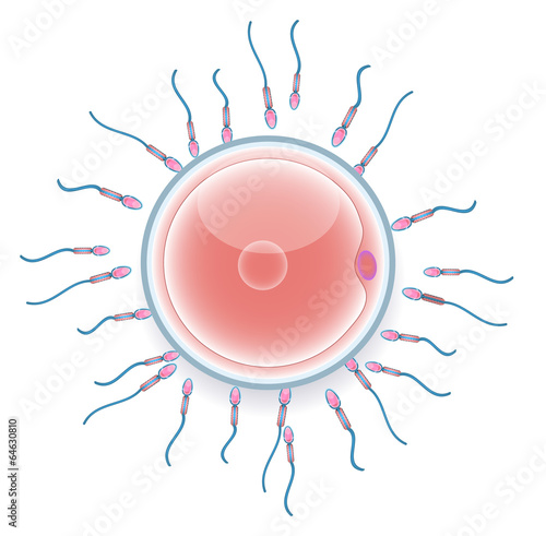 Male sperm fertilize female egg. Colorful medical illustration.