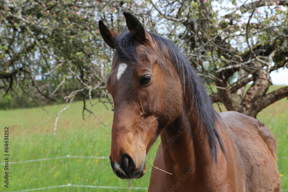 Fototapeta premium Cheval