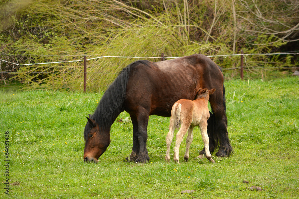 yegua alimentando a su cria en un prado en primavera yegua alimentando a su cria en un prado en primavera