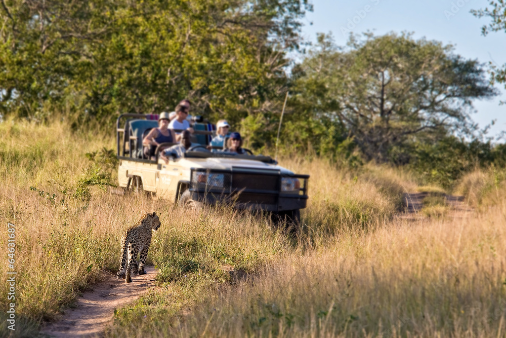 Tourists in a car observing a female leopard, wildlife observation,safari game drive, travel and tourism in South Africa Tourists in a car observing a female leopard, wildlife observation,safari game drive, travel and tourism in South Africa