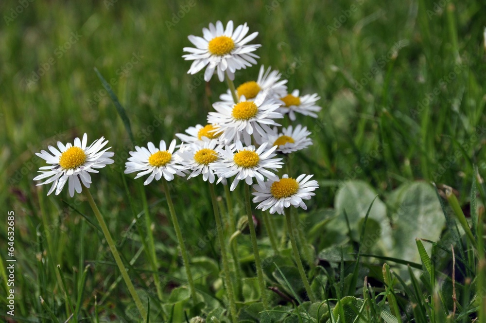 Gänseblümchen