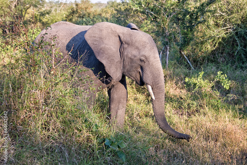 African Elephant, South Africa