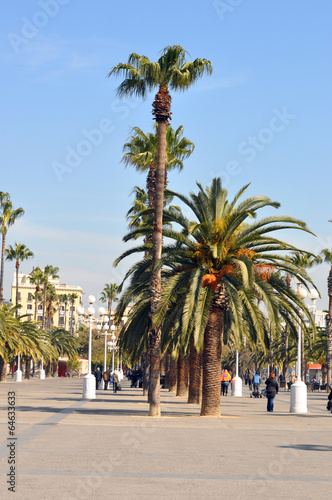 View of Barcelona with palms