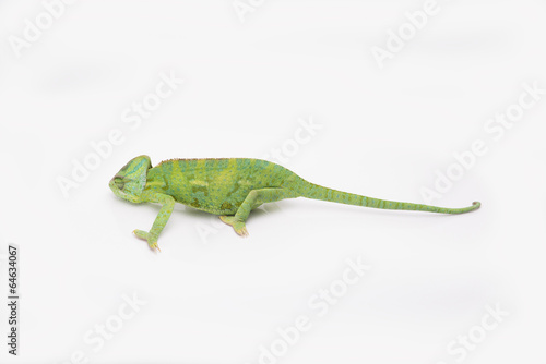 A little chameleon in a studio (isolated on white)