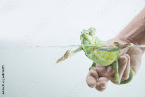 Chameleon learning how to swim in an aquarium photo