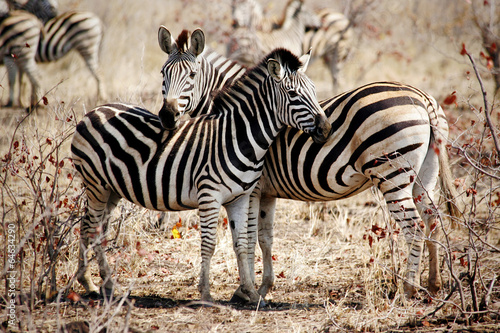 Two Zebras standing side by side