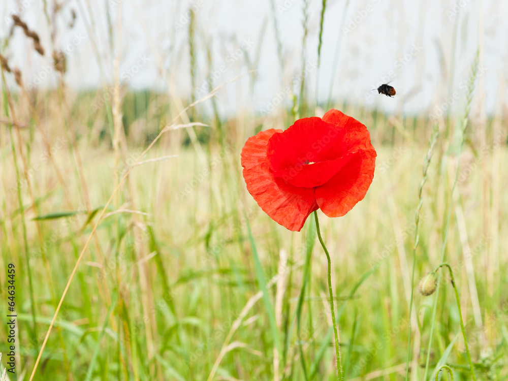 Obraz premium pokusa