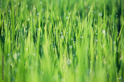 Dew drops on paddy field