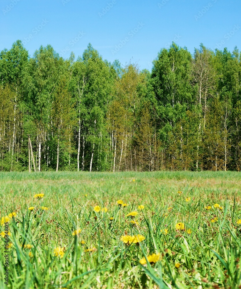 Fototapeta premium Dandelion field, forest and blue sky