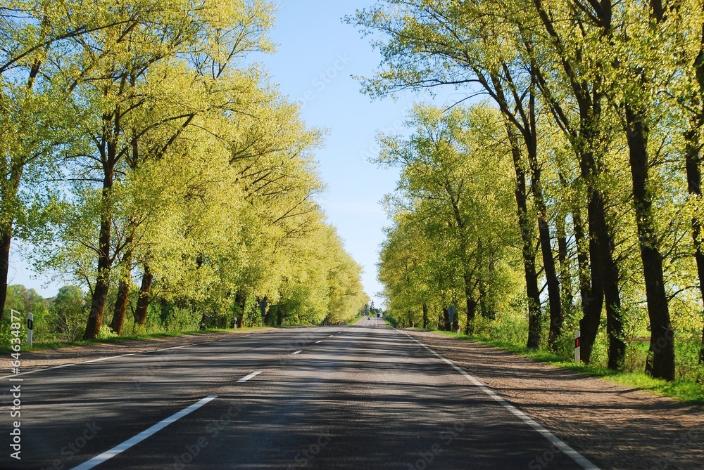 Summer day and road with trees at side