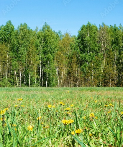 Dandelion field, forest and blue sky