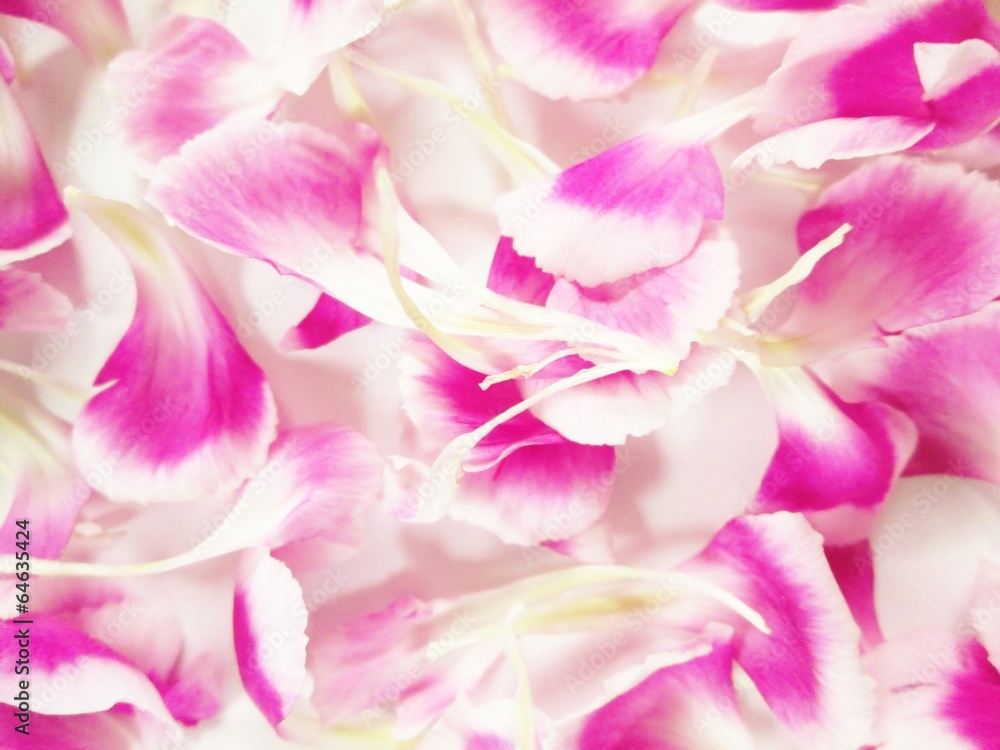 花びら 花びら