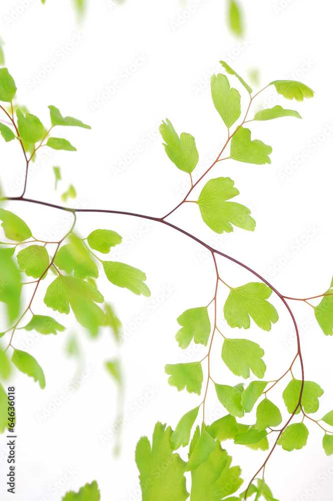 green leaves on white green leaves on white