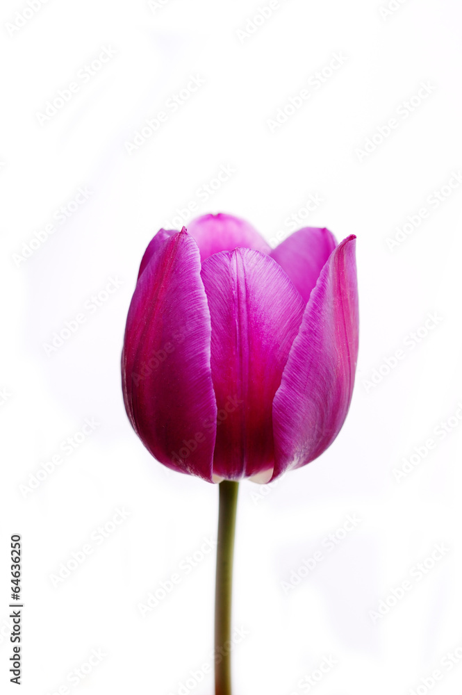 Violet tulipe isolated Violet tulipe isolated