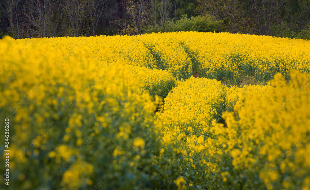 Obraz premium Rzepakowe Piękno