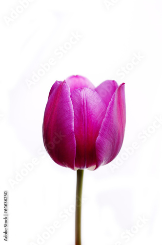Violet tulipe isolated