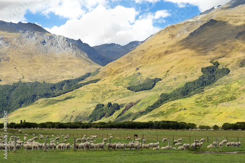 rural landscape in New Zealand