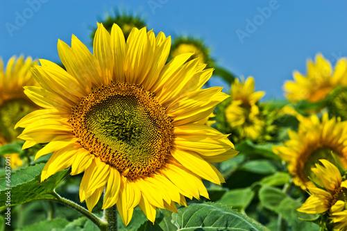 Sommermotiv  Sonnenblumen  sunflower