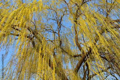 Willow tree against sky