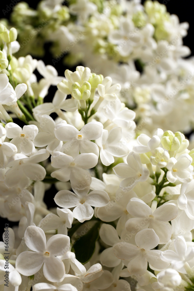 Beautiful lilac flowers on black background Beautiful lilac flowers on black background