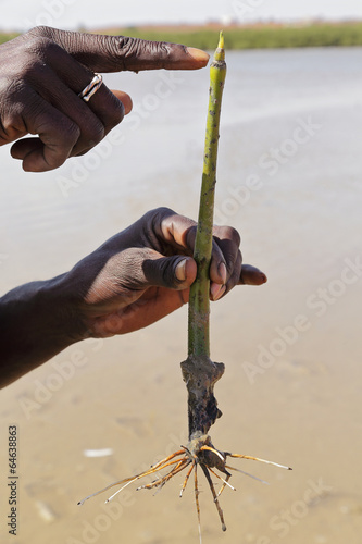 palétuvier : réserve naturelle de la Somone (Sénégal)