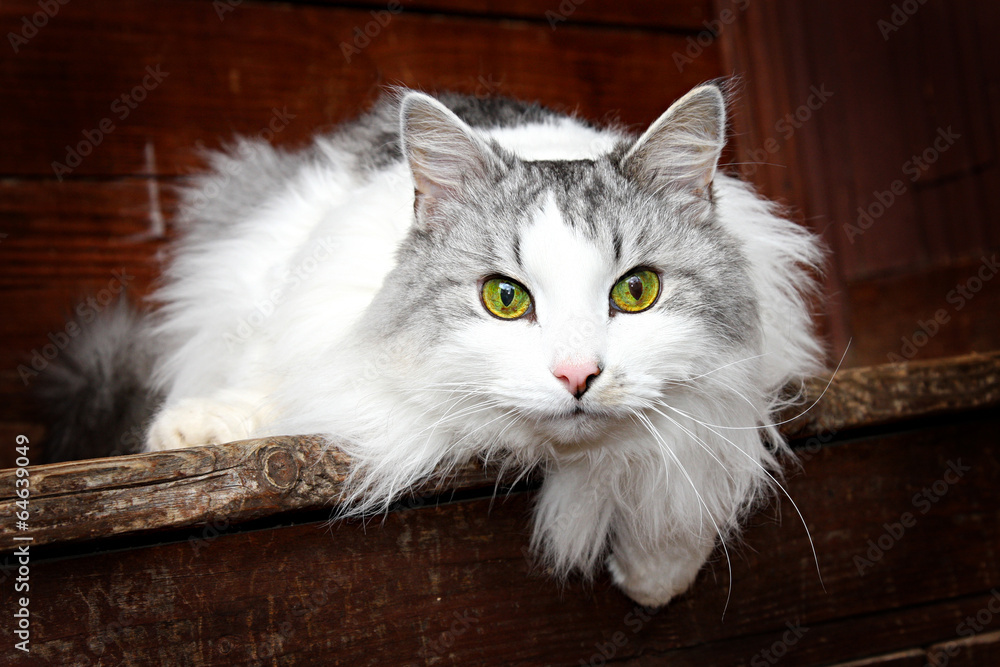 cat Siberian breed, grey and white colors of wool.