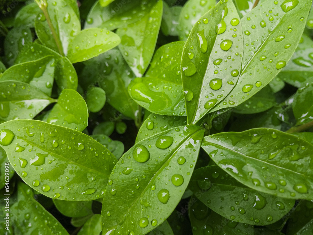 raindrops on leaves raindrops on leaves