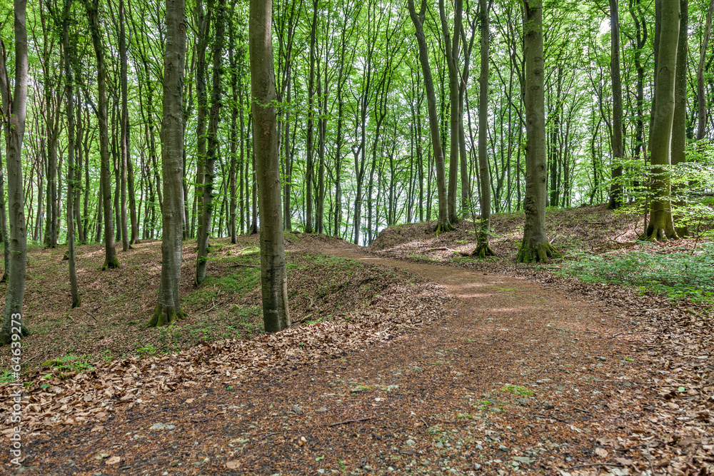path through a forest path through a forest