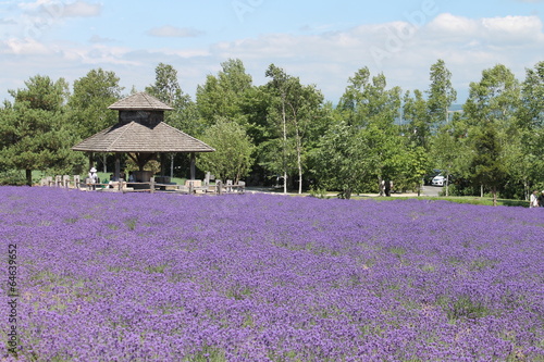 Purple Lavender Field, Tomita Farm, Japan