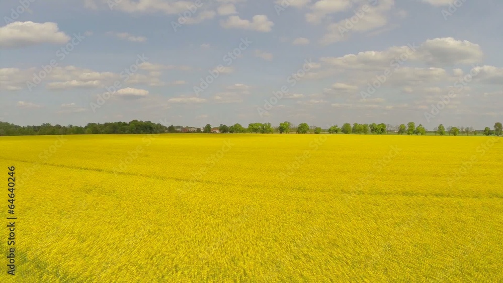 Aerial: Rape Field