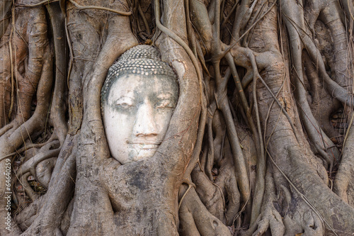 Tree Buddha