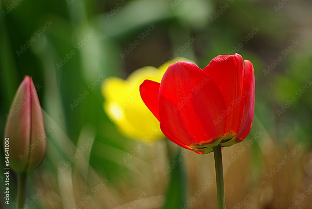 Fototapeta premium Tulpen