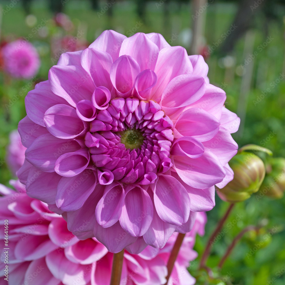 Obraz premium Dahlie - Dahlia