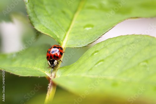 Ladybug  photo