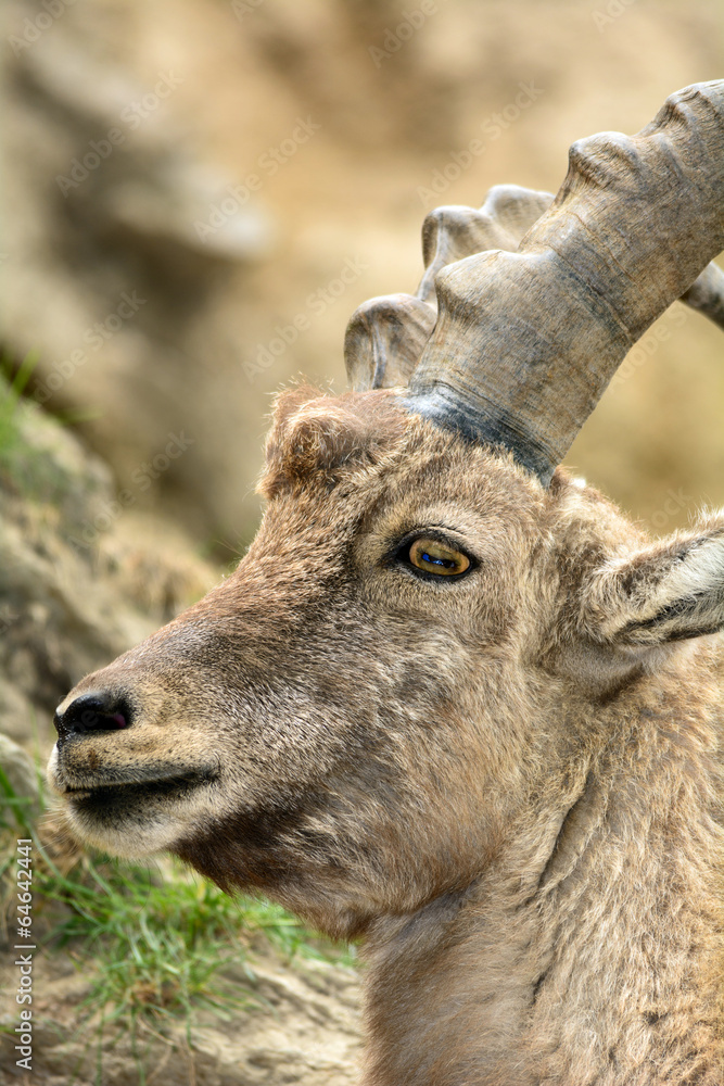 Stambecco delle Alpi - Capra Ibex